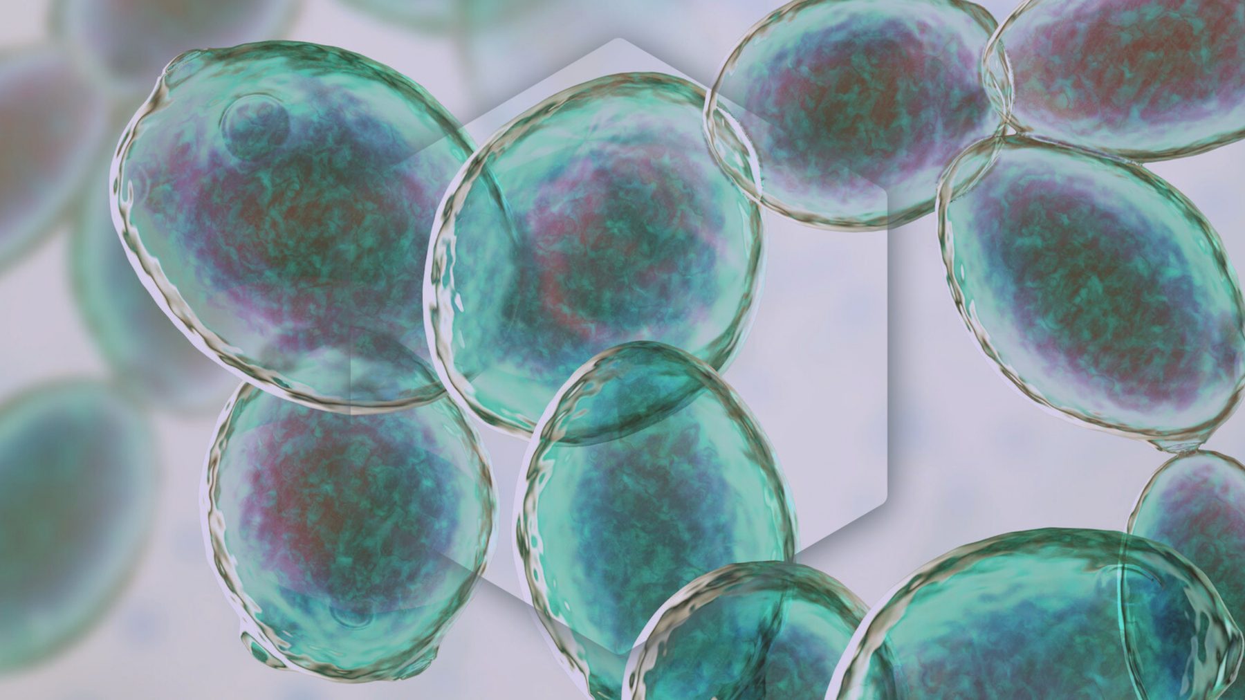 Microbial cultures, rendered at cellular scale
